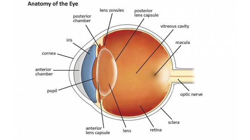 Anatomy of the eye
